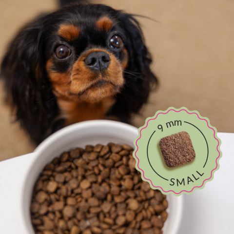 ADDVENA Boosted by superfoods Adult Small Beef – suché krmivo pro psy – 10 kg + 2,5 kg ZDARMA! - Fotogalerie 4