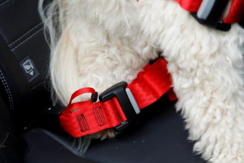 ZOLUX Travel Safe M red - postroj pro psy - Fotogalerie 7