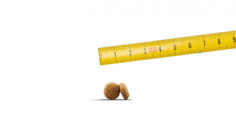 JOSERA Mini Salmon & Chicken - suché krmivo pro psy - 12x900g - Fotogalerie 6