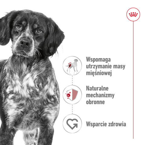 ROYAL CANIN Suché krmivo pro psy SHN Medium Adult BF 15 kg + SHN Medium Adult Loaf konzerva 410 g ZDARMA - Fotogalerie 10