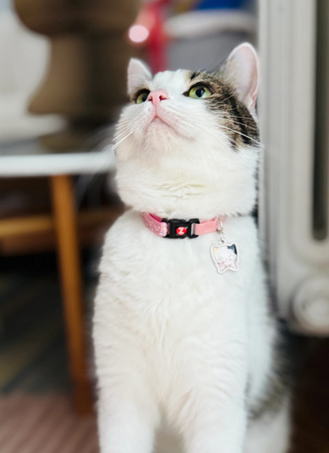 ZOLUX Chatouille pink - obojek pro kočky - Fotogalerie 2