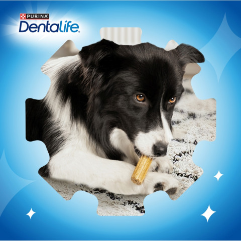 PURINA Dentalife Mini - pamlsek pro psa - 69g - Fotogalerie 7