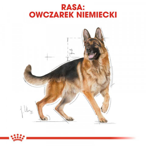 ROYAL CANIN German Shepherd Adult – suché krmivo pro dospělé psy plemene německý ovčák - 11kg - Fotogalerie 8