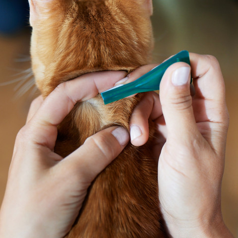 FRONTLINE Combo Spot-on Kapky proti blechám a klíšťatům pro kočky - 3 ks. - Fotogalerie 3