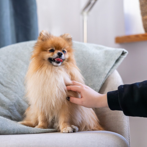 ADDVENA Power of Nature Senior Small Lamb - suché krmivo pro psy - 2,5kg - Fotogalerie 2