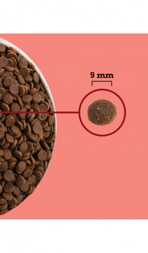 ACANA Highest Protein Indoor Cat - suché krmivo pro kočky - 4,5kg - Fotogalerie 2