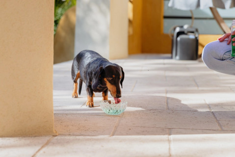 VIRBAC Vet Aquadent FR3SH - roztok pro hygienu dutiny ústní u psů a koček – 500ml - Fotogalerie 2
