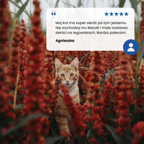 FARMINA N&D Quinoa Skin&Coat Cat Herring and Coconut Adult - suché krmivo pro kočky - 300 g - Fotogalerie 3