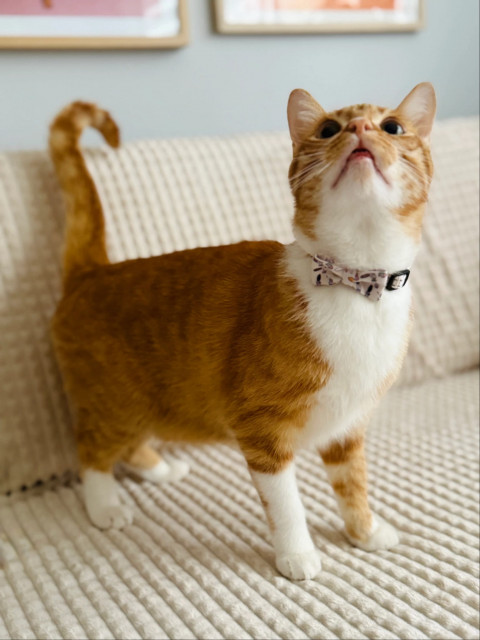 ZOLUX Chatouille beige - obojek pro kočky - Fotogalerie 3