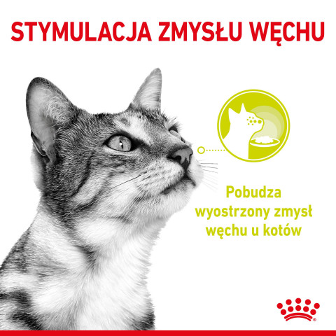 ROYAL CANIN Sensory Smell - mokré krmivo pro kočky - 12x85g - Fotogalerie 2