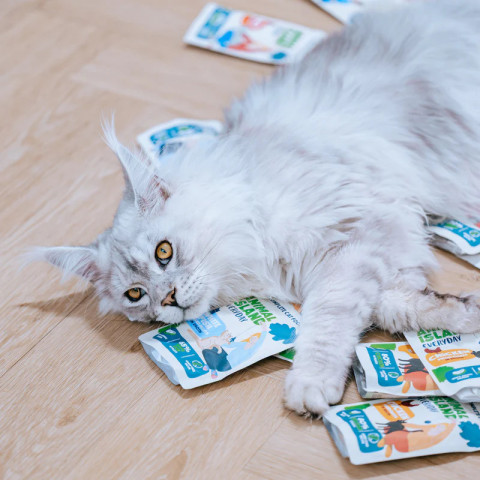 ANIMAL ISLAND Turkey / White fish Fillets in broth - mokré krmivo pro kočky - 80x85g - Fotogalerie 2