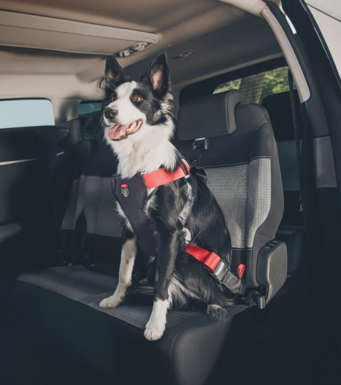 ZOLUX Travel Safe M red - postroj pro psy - Fotogalerie 4