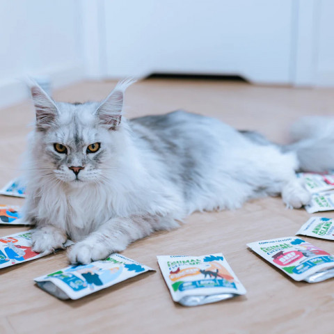 ANIMAL ISLAND Turkey in broth - mokré krmivo pro kočky - 40x85g - Fotogalerie 2