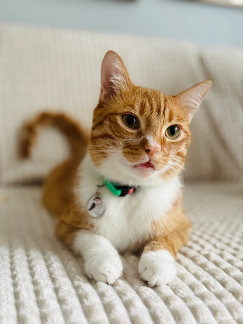 ZOLUX Chatouille green - obojek pro kočky - Fotogalerie 2