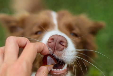 GELOREN Large dog Joints - vitamíny pro psa - 420g - Fotogalerie 2