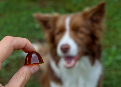 GELOREN Large dog Joints - vitamíny pro psa - 420g - Fotogalerie 3