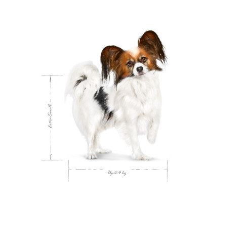 ROYAL CANIN Adult x- small SHN - suché krmivo pro psy - 1,5kg - Fotogalerie 3