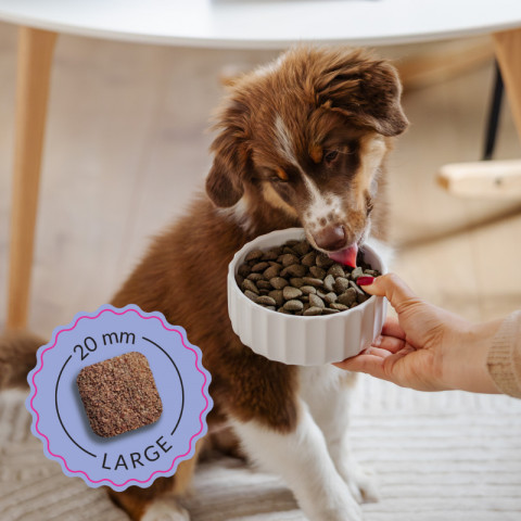 ADDVENA Boosted by superfoods Junior Medium/Large Beef - suché krmivo pro psy - 2,5kg - Fotogalerie 3