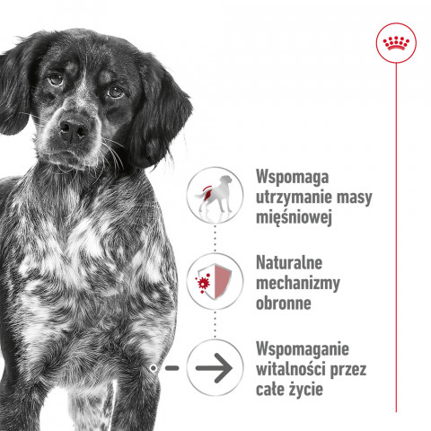 ROYAL CANIN Medium Ageing 7+ mokré krmivo, paštika pro starší psy středních plemen od 7 let věku. - Fotogalerie 6