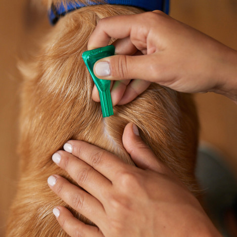 FRONTLINE Spot- on Combo M kapky proti parazitům pro psy 10 - 20 kg, 3 x 1,34 ml - Fotogalerie 6