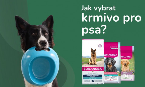 Jak vybrat krmivo pro psa?