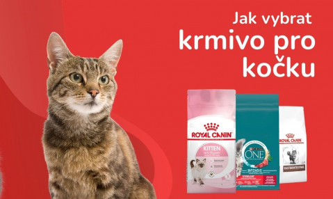 Jak vybrat krmivo pro kočku?