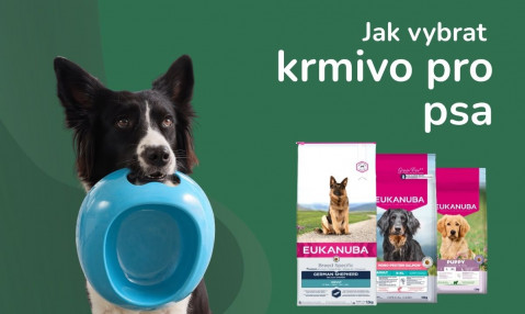 Jak vybrat krmivo pro psa?