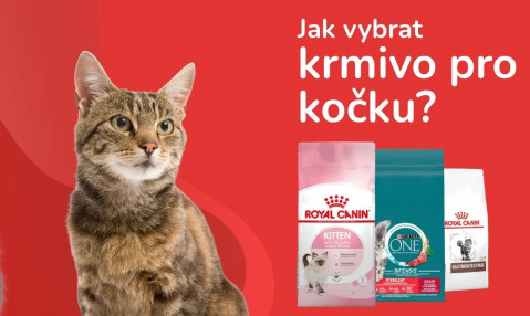 Jak vybrat krmivo pro kočku?