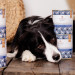 PERRO Gourmet Goat with sweet potatoes - vlhké krmivo pro psy - 800g - Fotogalerie 3