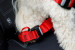 ZOLUX Travel Safe S red - postroj pro psy - Fotogalerie 5