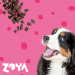 ZOYA ColdPRO Beef - suché krmivo pro psy - 1kg - Fotogalerie 4