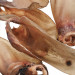 PETITTO Beef ear with cartilage - pamlsek pro psa - 10 - Fotogalerie 3