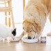 PERRO PERROland Soups Broth with beef Mono - pamlsek pro psy a kočky - 140 g - Fotogalerie 2