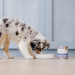 PERRO Gourmet Junior Rabbit with pumpkin Mono - vlhké krmivo pro psy - 800g - Fotogalerie 3