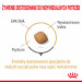 Royal Canin Pomeranian Adult 3 kg - Fotogalerie 4