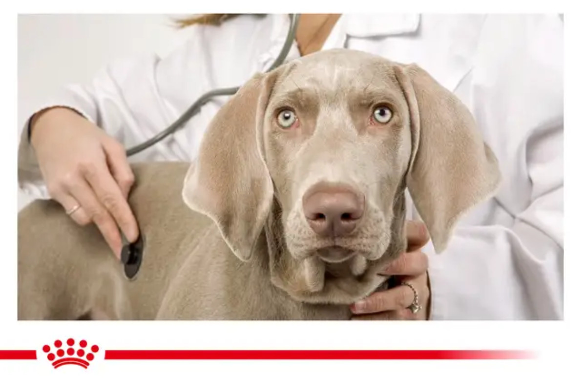 ROYAL CANIN Dog Hepatic VHN - suché krmivo pro psy - 1,5kg - foto 2