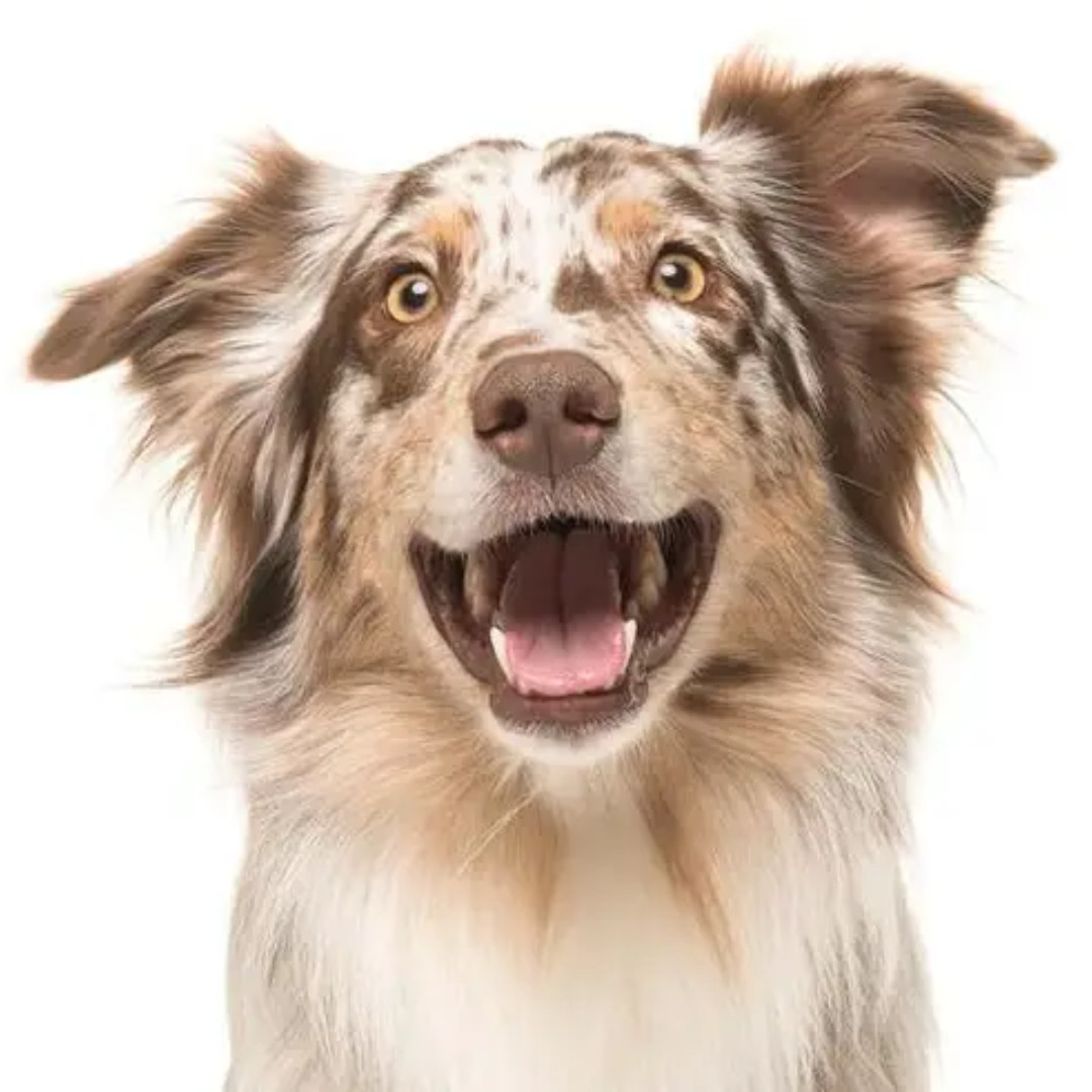 ELANCO Kiltix obojek proti blechám a klíšťatům pro psy - M - foto 2