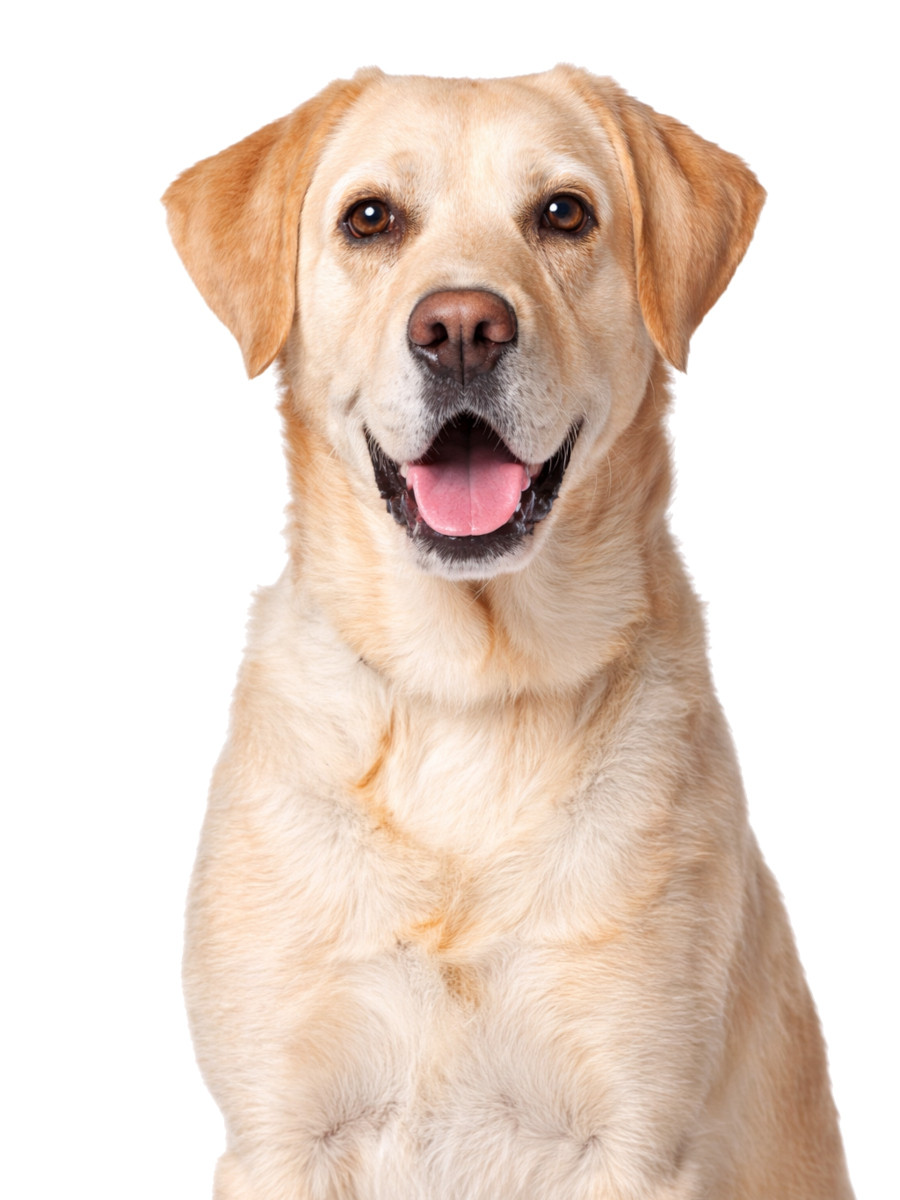 JOHN DOG Pure Black Special Edition Lamb - vlhké krmivo pro psy - 800g - foto 3