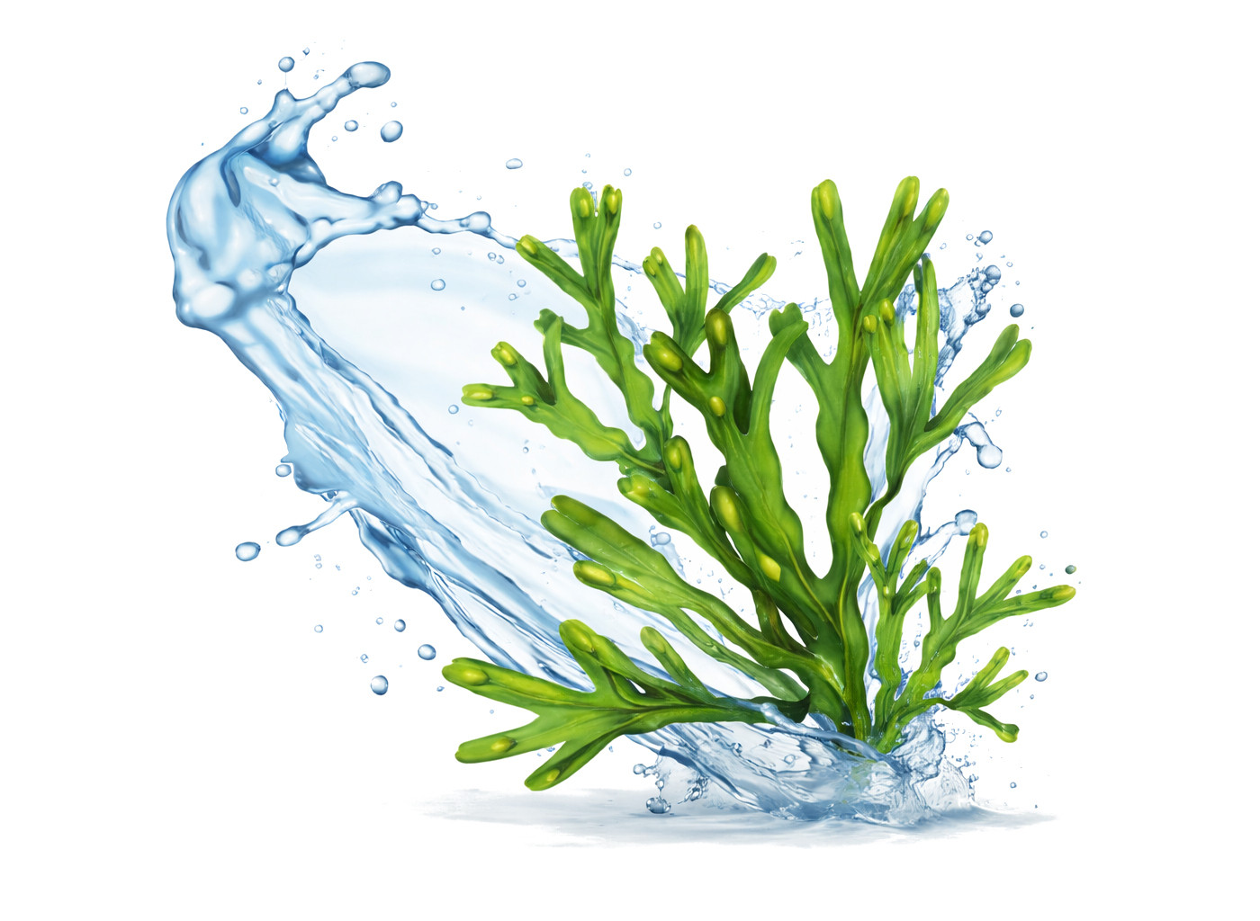 POKUSA BreedingLine JuniorOptimal+ - doplňky stravy pro psy- 300g - foto 2