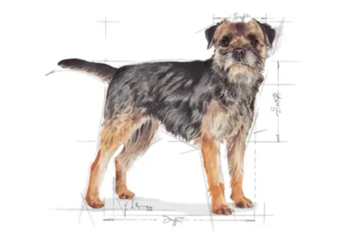 Royal Canin CCN MINI STERILISED - suché krmivo pro dospělé psy - 3kg - foto 3