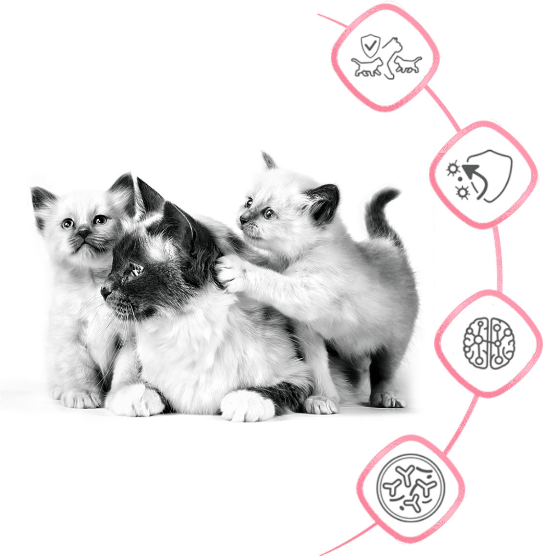 ROYAL CANIN FHN Mother&Babycat – suché krmivo pro koťata – 4 kg - foto 3