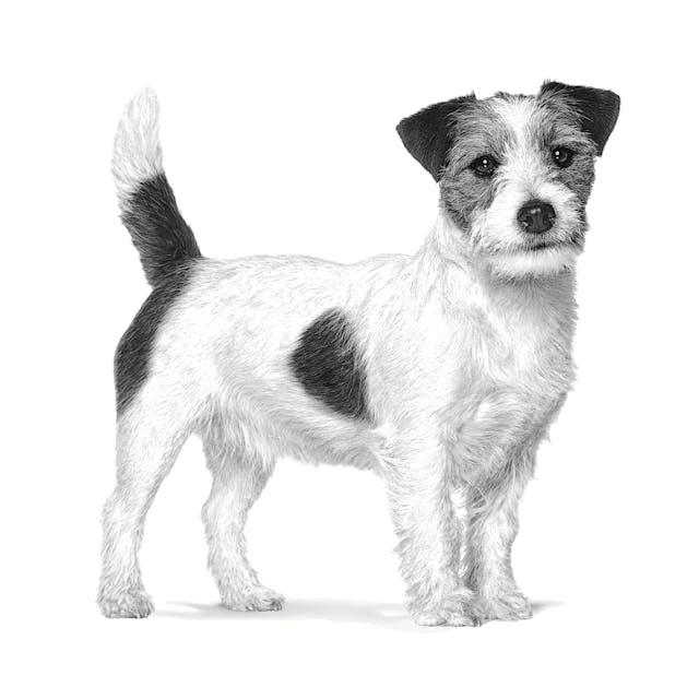 ROYAL CANIN Gastrointestinal Low Fat Small VHN - suché krmivo pro psy - 1,5kg - foto 3