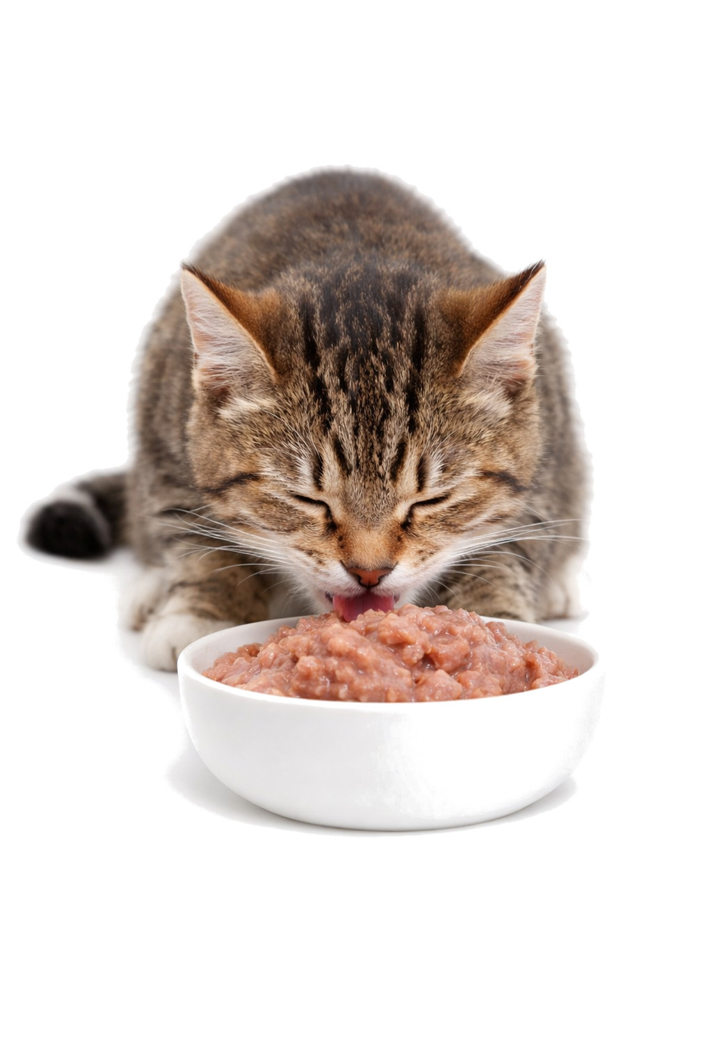 JOHN DOG For cats 99 Menu Turkey - mokré krmivo pro kočky - 400g - foto 3