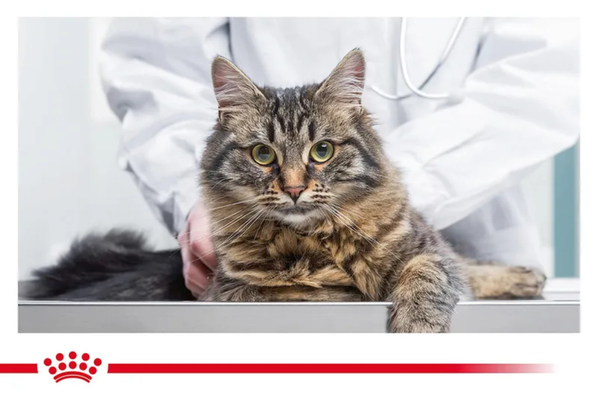 ROYAL CANIN Cat Gastrointestinal VHN - suché krmivo pro kočky - 2kg - foto 2