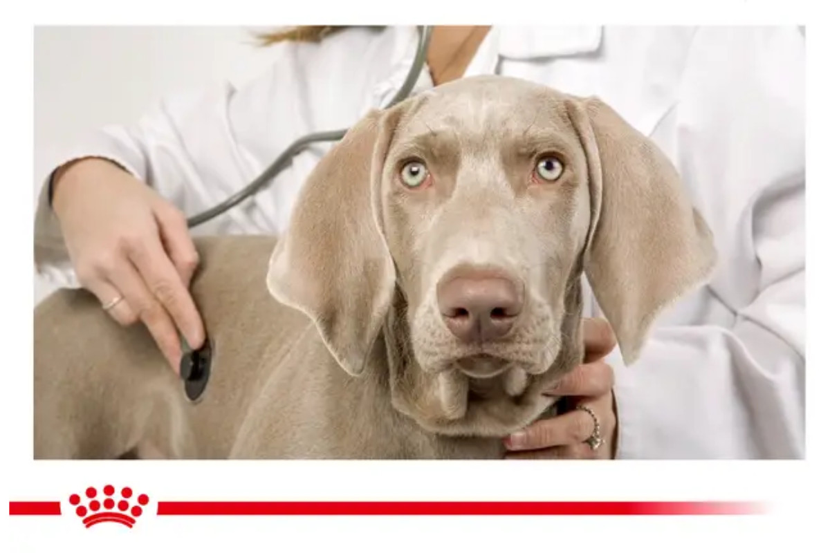 ROYAL CANIN Gastrointestinal Low Fat - suché krmivo pro psy - 6 kg - foto 3