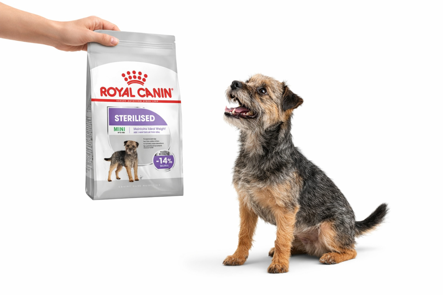 Royal Canin CCN MINI STERILISED - suché krmivo pro dospělé psy - 8kg - foto 3