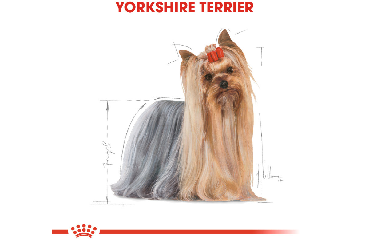 ROYAL CANIN BHN Yorkshire Terrier Adult - suché krmivo pro psy - 3kg - foto 3