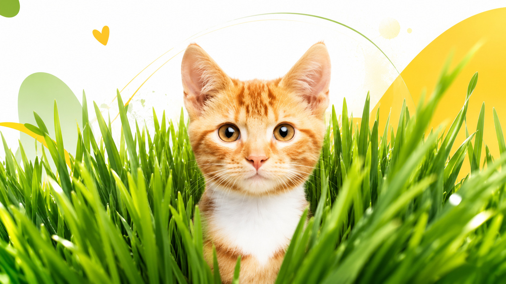 GIMCAT Hydro-Gras Tráva – pamlsek pro kočku – 150g - foto 3