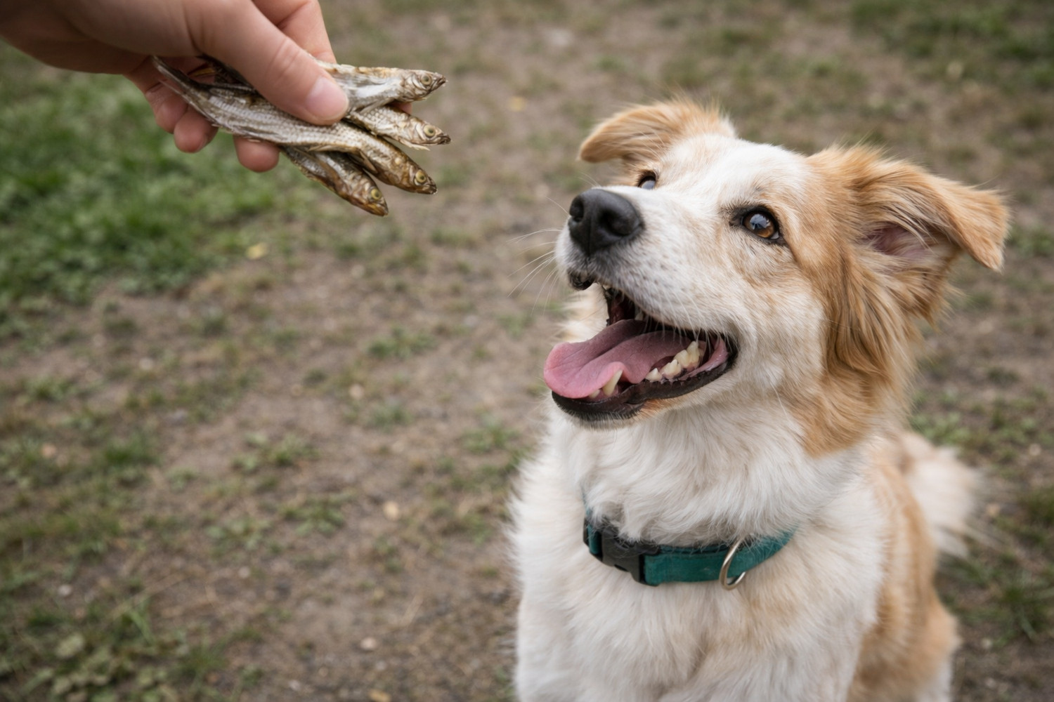 PETITTO Dried sprats - pamlsek pro psa - 500g - foto 5
