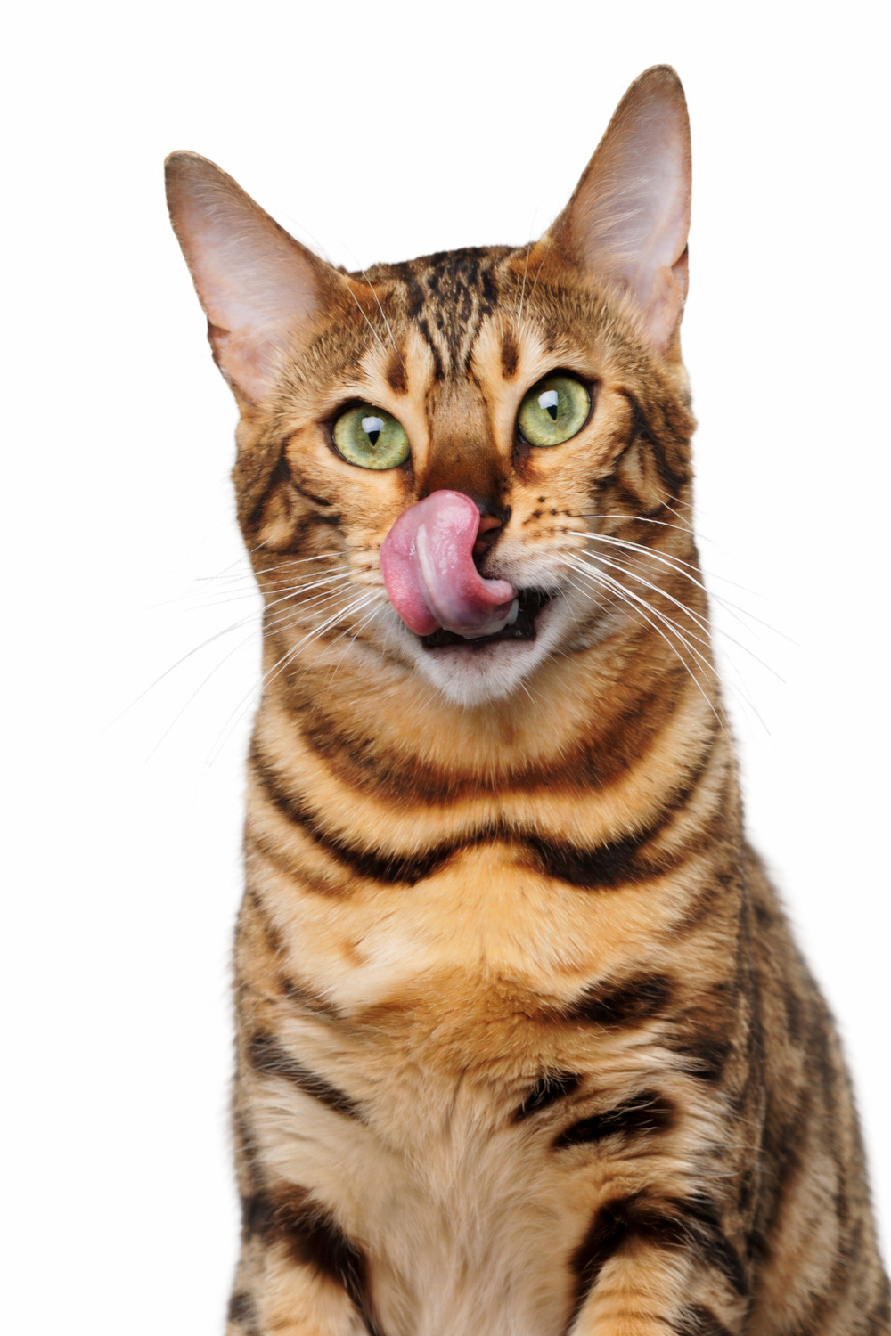 JOHN DOG For cats Mousse Chicken - mokré krmivo pro kočky - 12x200g - foto 3